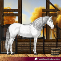 Horse Color:Brown Dun Sabino Appaloosa 