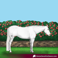 Horse Color:Silver Brown Dun Blanket 