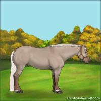 Horse Color:Silver Grullo