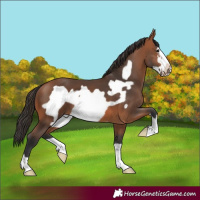 Horse Color:Bay Frame 