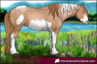 Horse Color:Chestnut Pearl Tobiano Frame