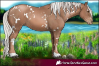 Horse Color:White Spotted Chocolate Silver Black Pearl 