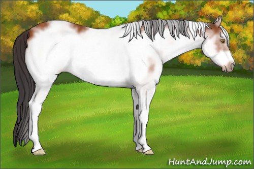 Horse Color:White Spotted Buckskin Roan Frame 