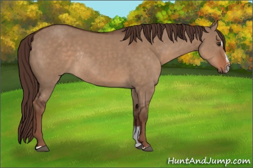Horse Color:Liver Red Dun Sabino Rabicano 