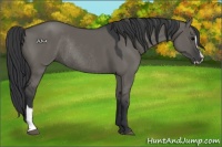 Horse Color:Grullo Sabino Rabicano