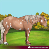 Horse Color:White Spotted Gold Champagne 