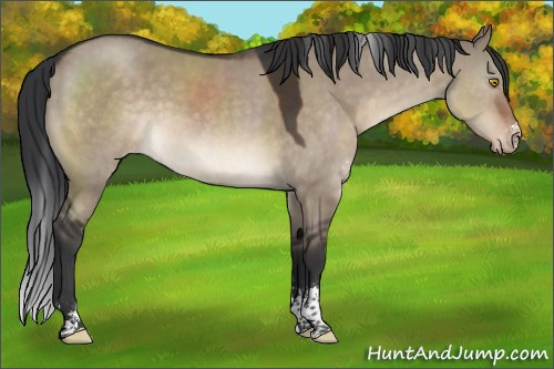 Horse Color:Brown Dun Sabino Appaloosa 