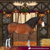 Horse Color:White Spotted Brown 