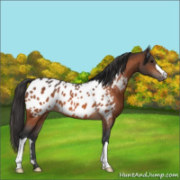 Horse Color:Bay Appaloosa 