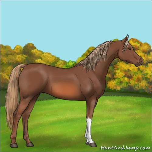 Horse Color:Chestnut 