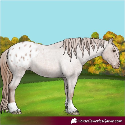 Horse Color:Red Roan Appaloosa 