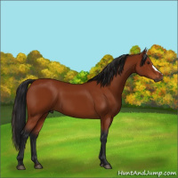 Horse Color:Gray Brown 