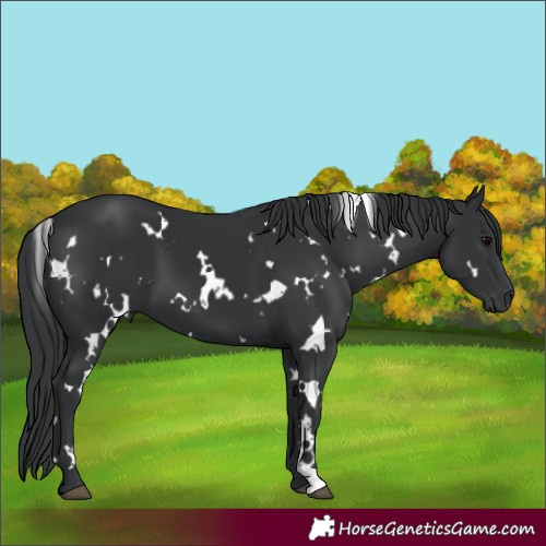 Horse Color:White Spotted Black 