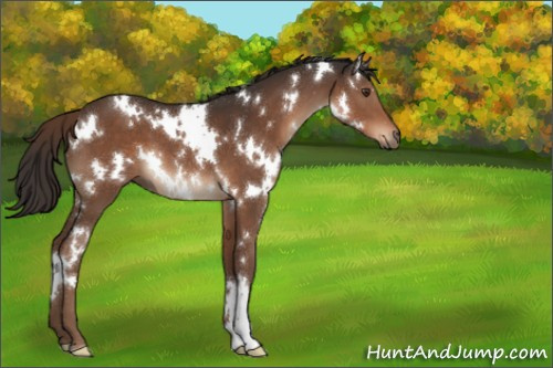 Horse Color:White Spotted Liver Chestnut 