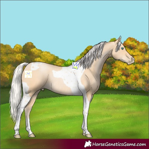Horse Color:Silver Buckskin Pearl Tobiano Rabicano 