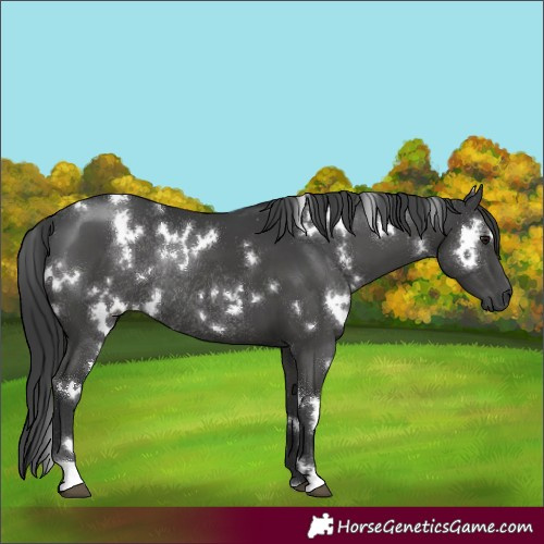Horse Color:White Spotted Black Rabicano