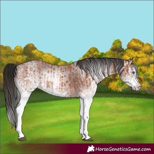 Horse Color:White Spotted Bay Splash and Gray White Spotted Bay Splash