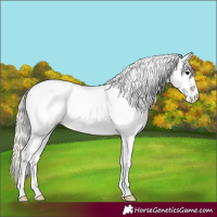 Horse Color:White Spotted Silver Black Tobiano 