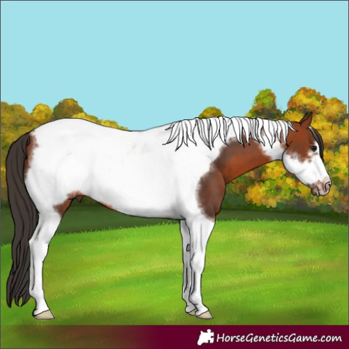 Horse Color:Bay Tobiano Frame 