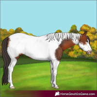 Horse Color:Bay Tobiano Frame
