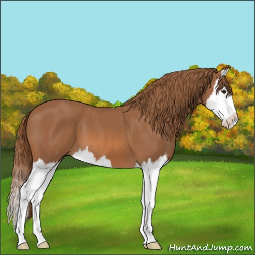 Horse Color:Chestnut Splash 