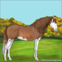 Horse Color:Chestnut Splash 