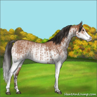 Horse Color:White Spotted Bay Splash  and White Spotted Bay Splash 