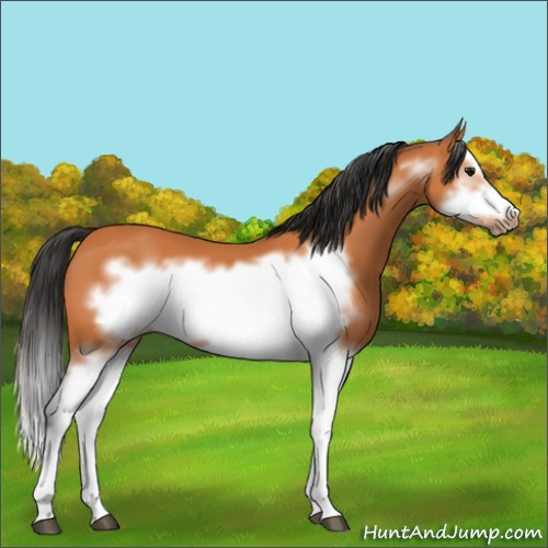 Horse Color:Bay Splash Frame 