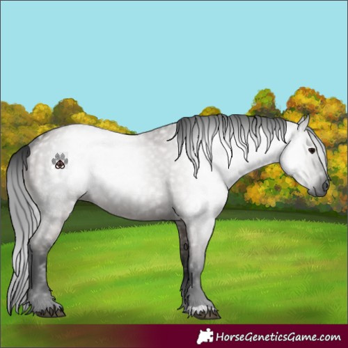 Horse Color:Gray Grullo