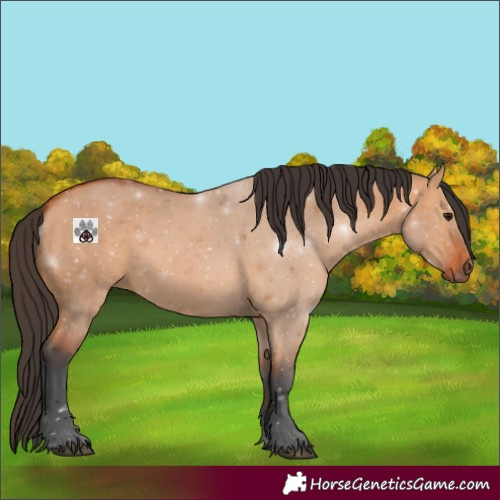 Horse Color:Void Bay Dun