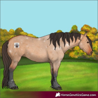 Horse Color:Void Bay Dun 