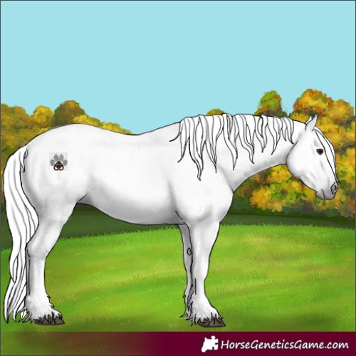 Horse Color:Gray Void Bay Dun Splash Appaloosa 