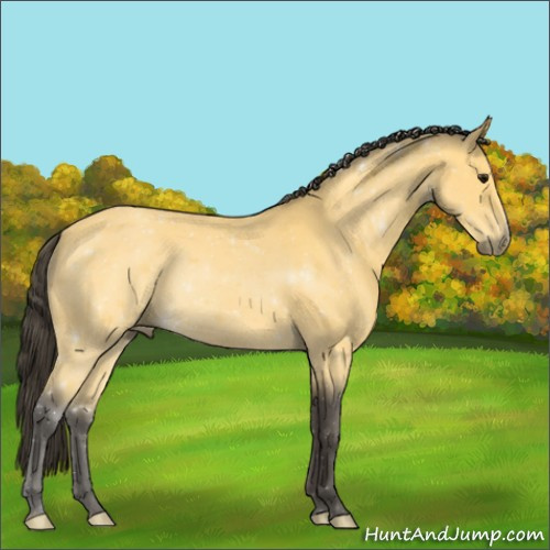 Horse Color:Buckskin 