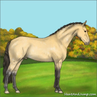 Horse Color:Buckskin 