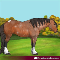 Horse Color:Bay Tobiano 