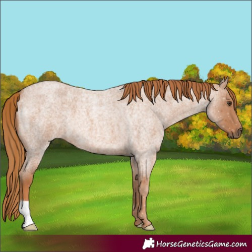 Horse Color:Red Roan 