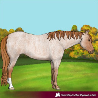 Horse Color:Red Roan 