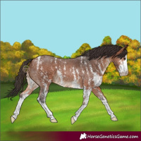 Horse Color:Bay Sabino 