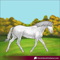 Horse Color:White Spotted Cremello Appaloosa 
