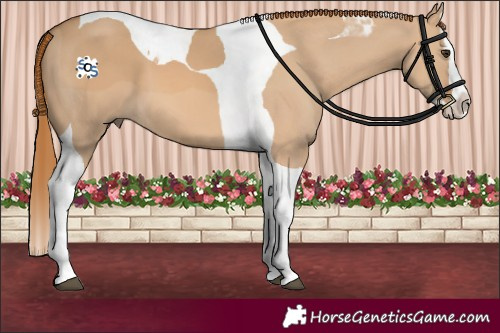 Horse Color:Red Dun Splash Tobiano