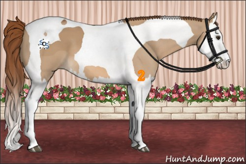 Horse Color:Red Dun Splash Tobiano 