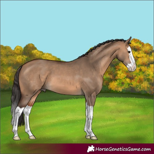Horse Color:Bay Dun Splash 