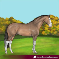 Horse Color:Bay Dun Splash 