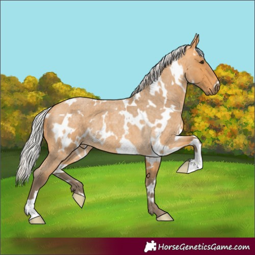 Horse Color:White Spotted Silver Buckskin Roan 