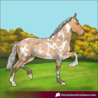 Horse Color:White Spotted Silver Buckskin Roan 