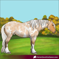 Horse Color:White Spotted Silver Buckskin Roan 
