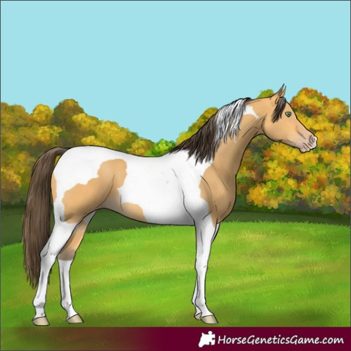 Horse Color:Amber Cream Champagne Tobiano 