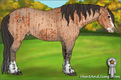 Horse Color:Bay and Amber Champagne Splash