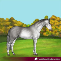 Horse Color:Gray Grullo Sabino