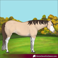 Horse Color:Bay Dun Splash 